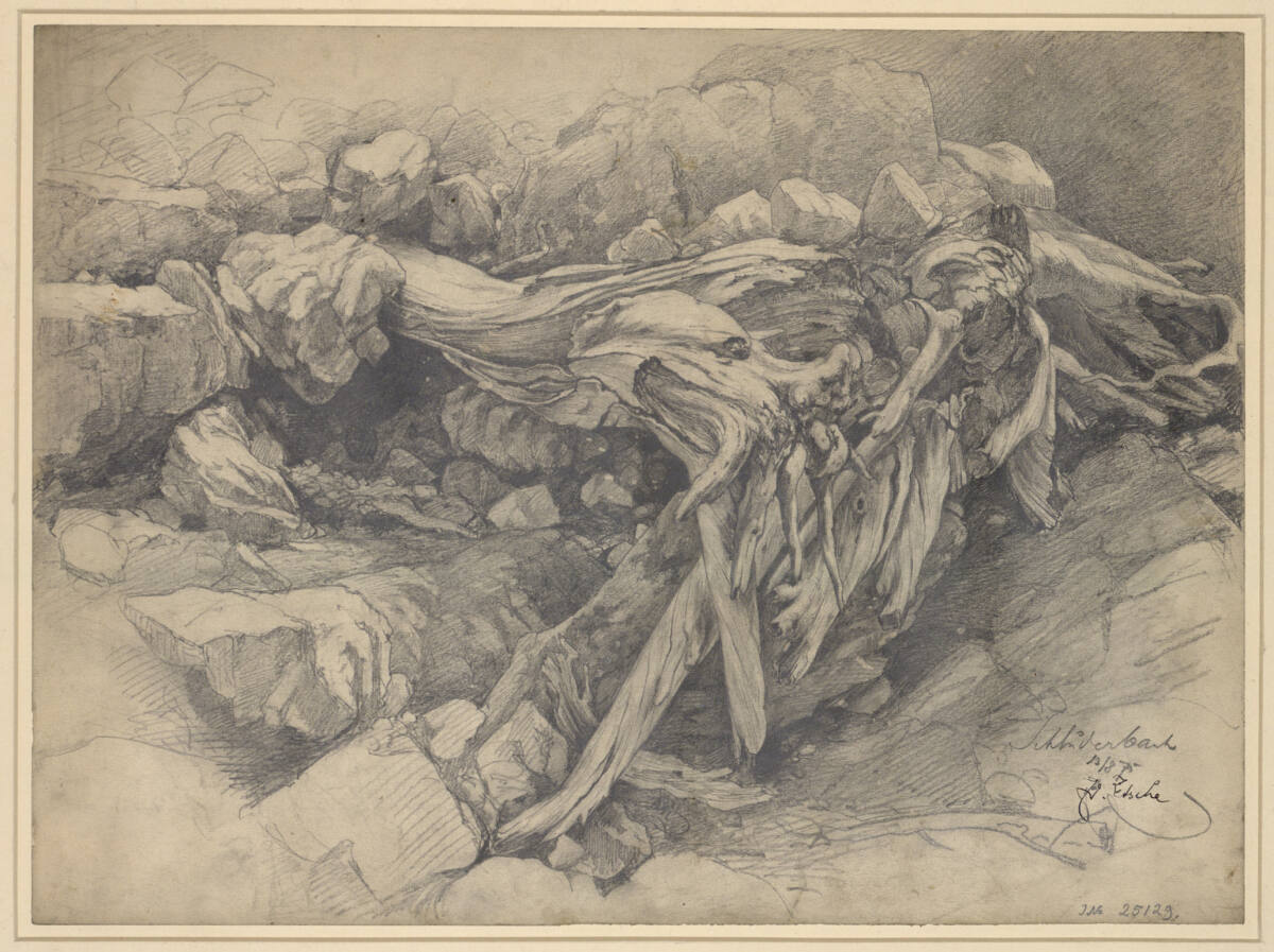Wurzelstudie, Eduard Zetsche, 1875