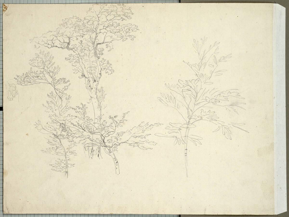 Friedrich Philipp Reinhold, Baumstudien, Inv. Nr.: 25305v