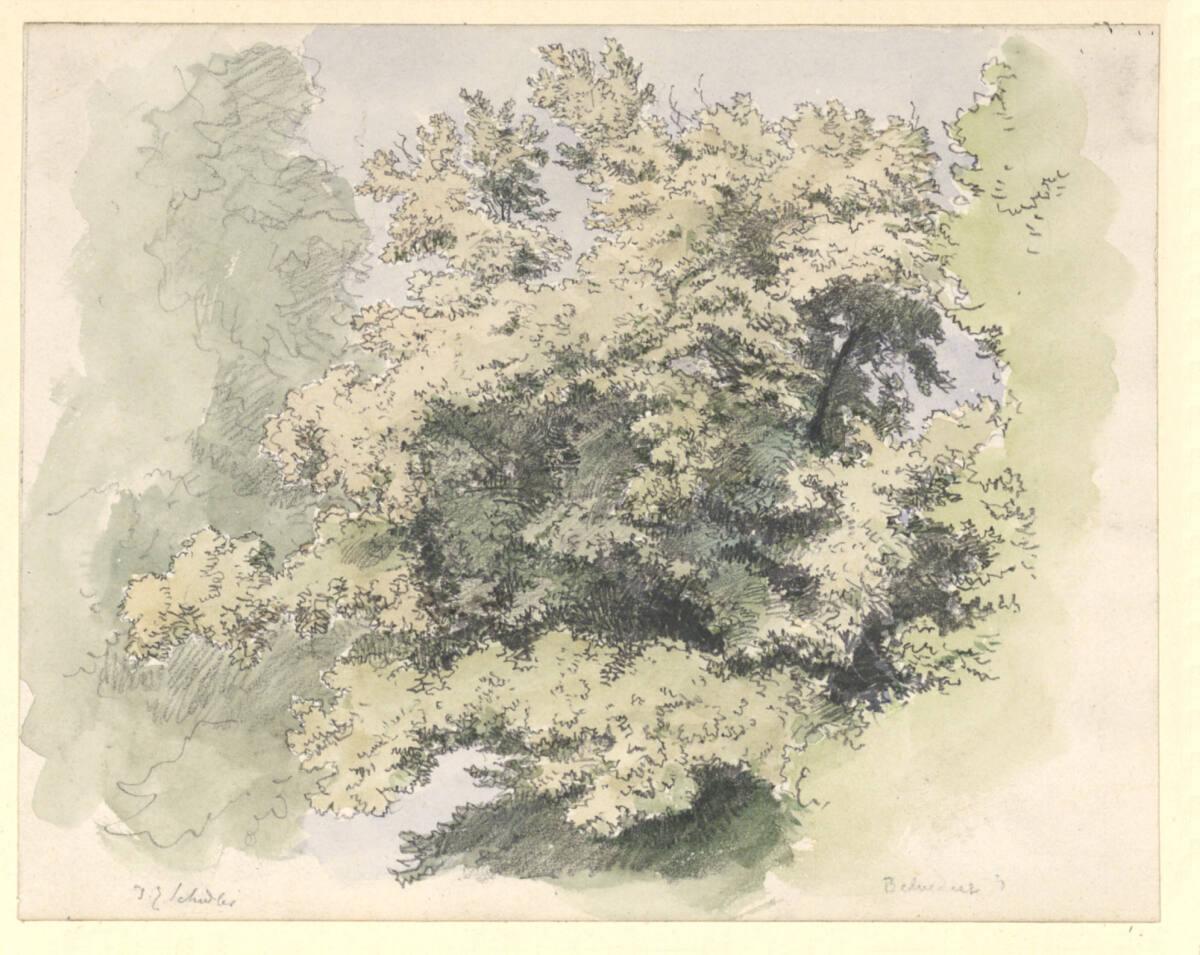 Emil Jakob Schindler, Baumstudie, Inv. Nr.: 25363