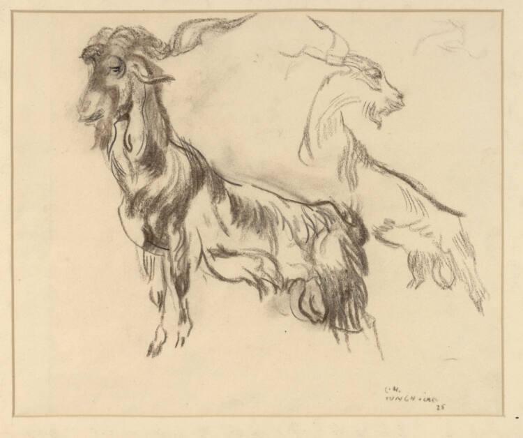 Ludwig Heinrich Jungnickel, Zwei Studien nach einer Ziege, Inv. Nr.: 25548