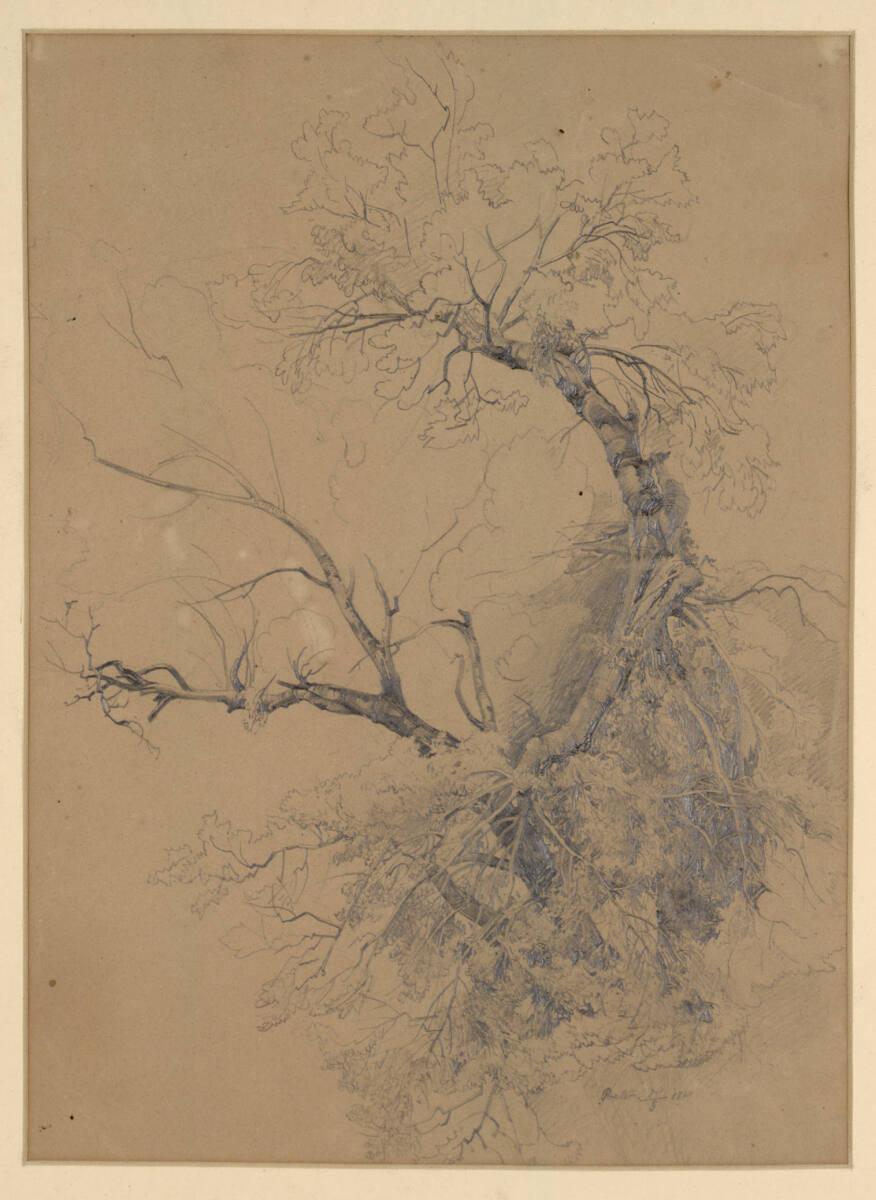 Anton Hausek, Baumstudie, Inv. Nr.: 25559
