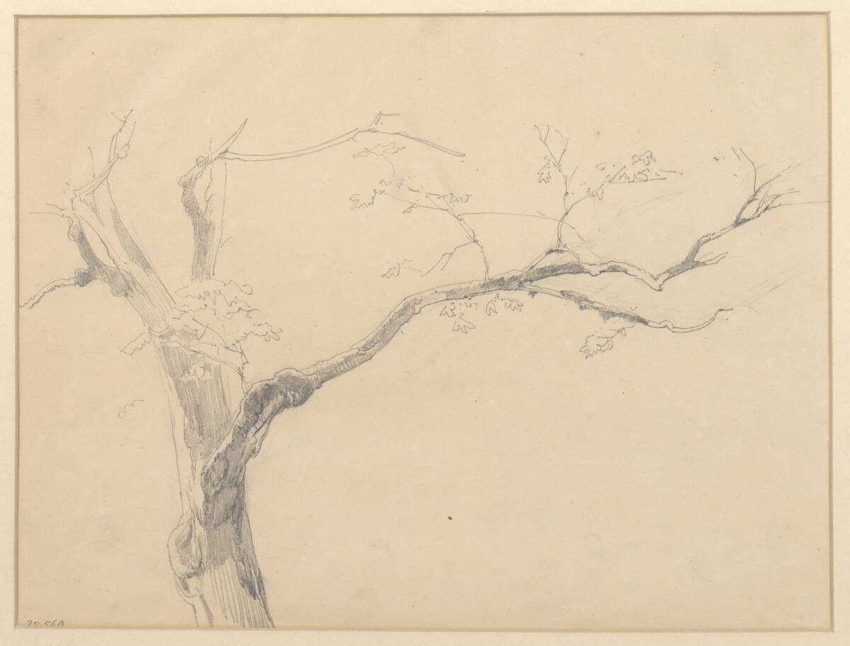 Baumstudie, Anton Hansch, 1850–1870