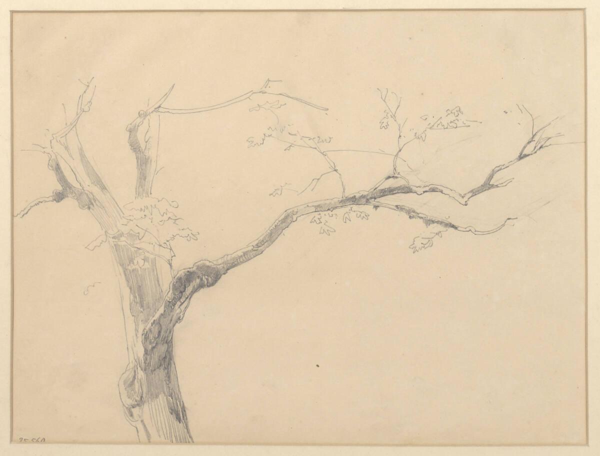 Anton Hansch, Baumstudie, Inv. Nr.: 25560