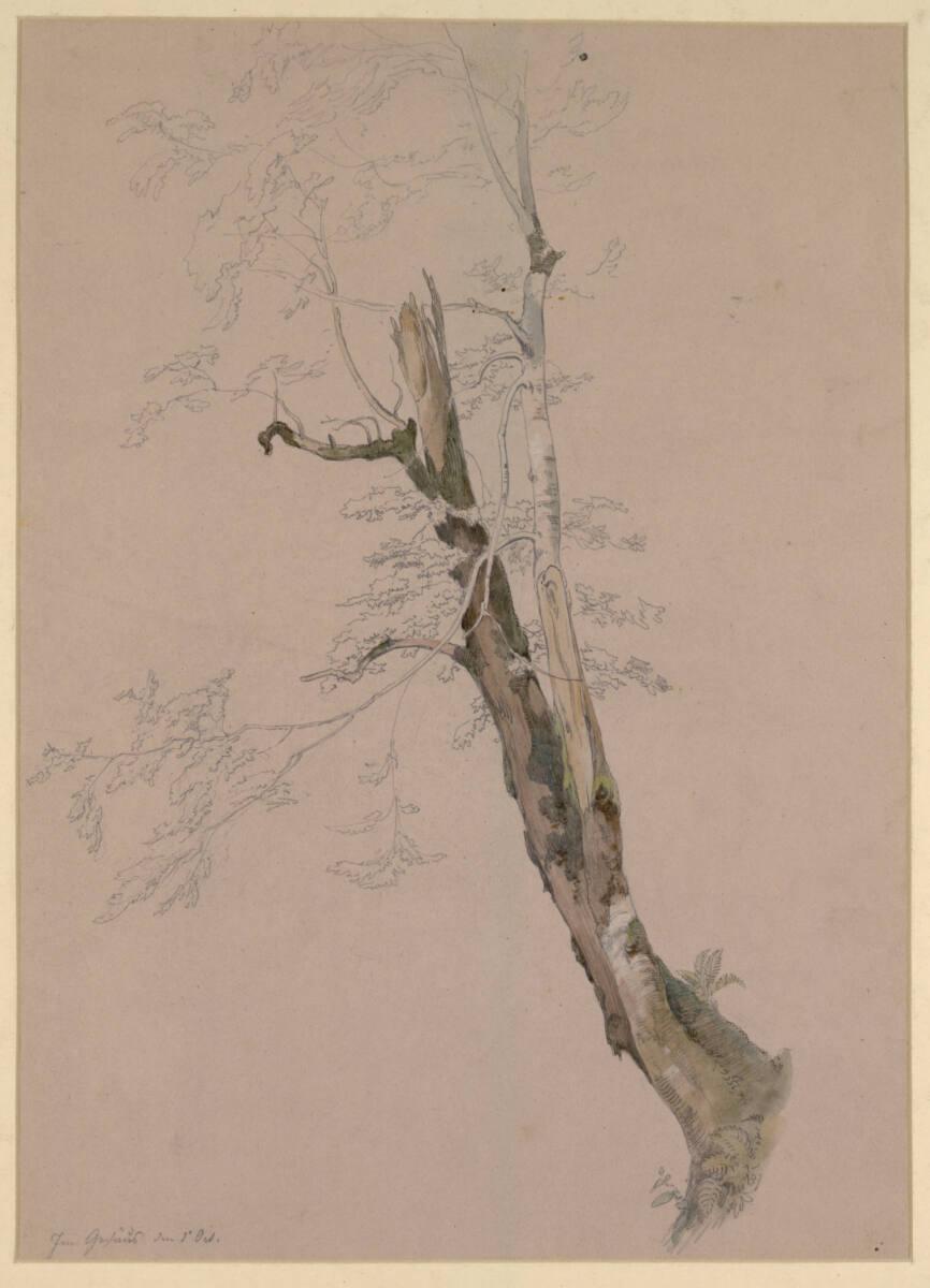 Anton Hausek, Baumstudie, Inv. Nr.: 25561