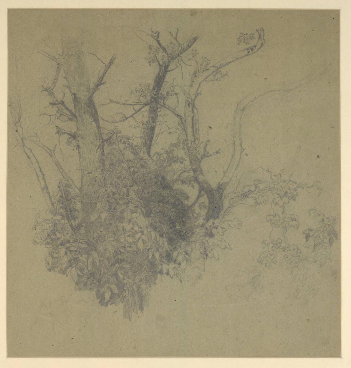 Anton Hlavácek, Baumstudie, Inv. Nr.: 25570