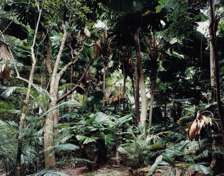 Thomas Struth, Paradise 2, Daintree, Australien, Inv. Nr.: EDLSB4326