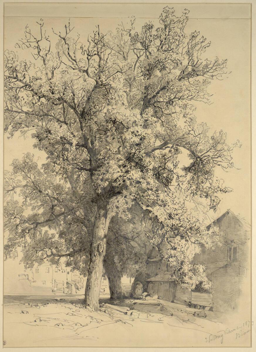 Josef Selleny, Baumstudie, Inv. Nr.: 25740