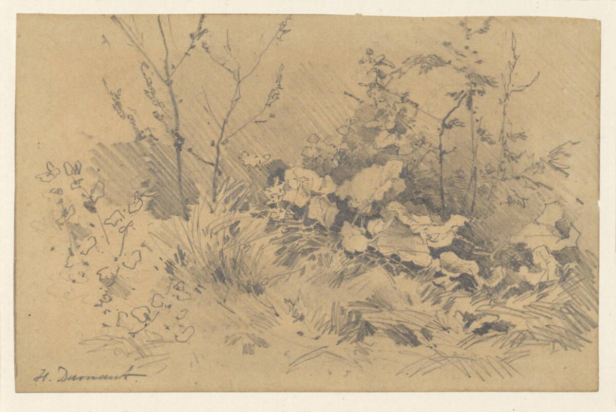 Hugo Darnaut, Huflatichstaude, Inv. Nr.: 26102