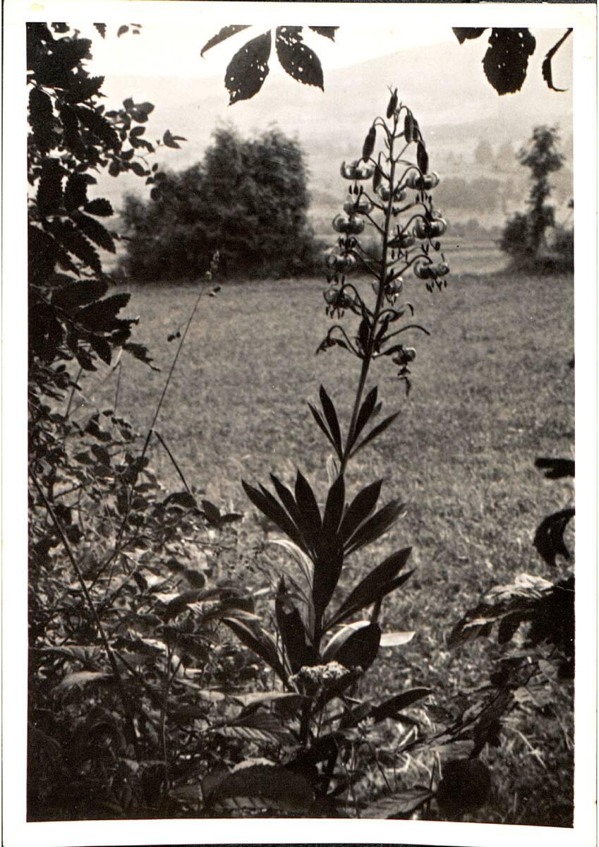 Albert Leon, Ohne Titel, Inv. Nr.: Foto2018/9