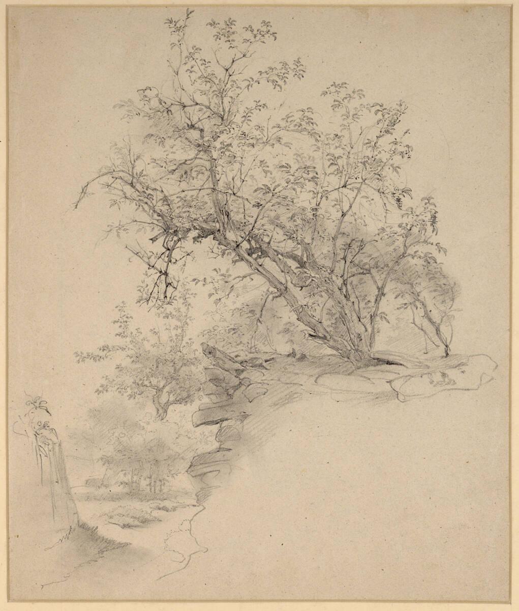 Josef Danhauser, Baumstudie, Inv. Nr.: 26405