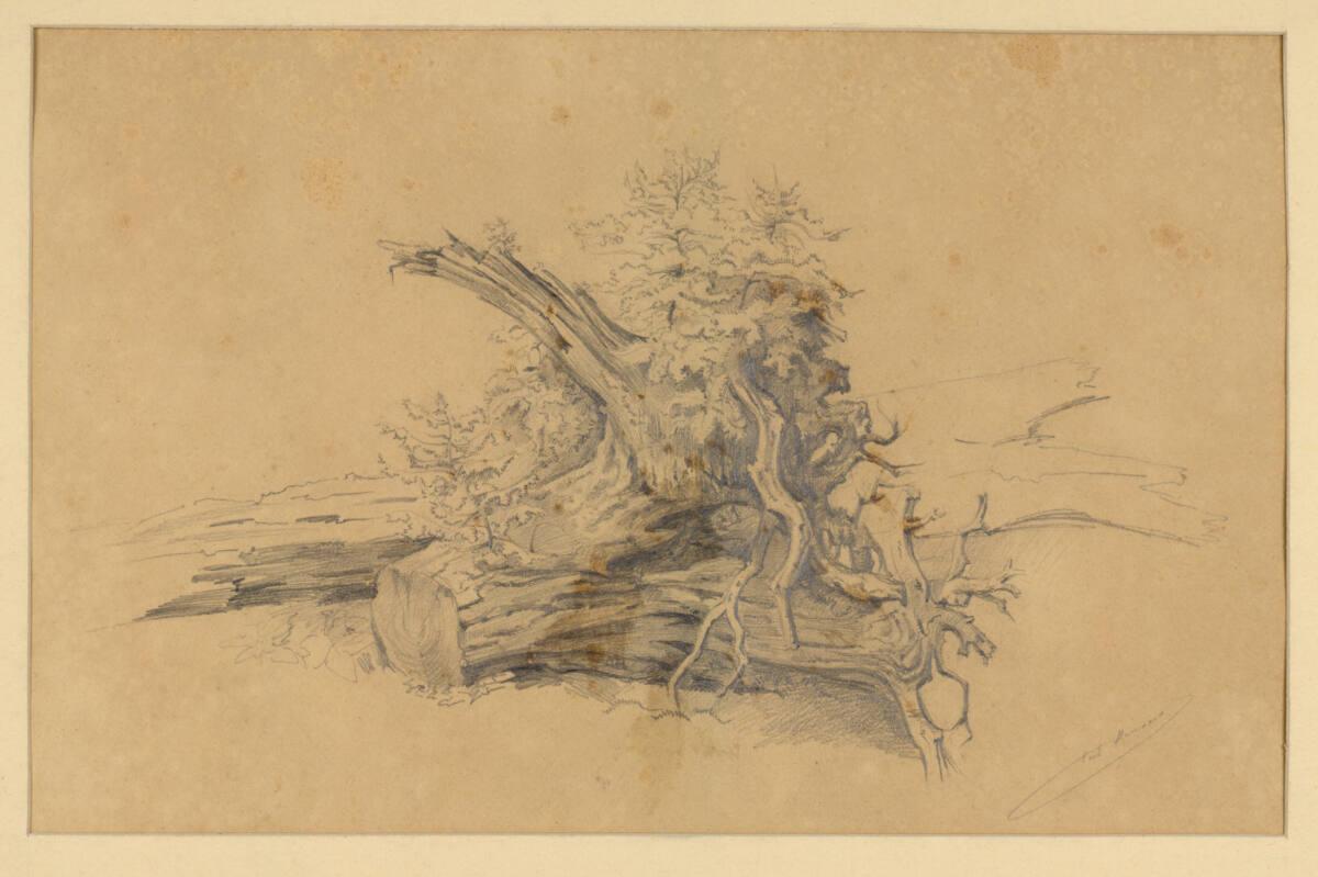 Carl von Hasenauer, Baumwurzel, Inv. Nr.: 26535
