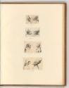 Leonardo da Vinci, Physiognomische Studien, Inv. Nr.: Italien nach Sektionen II/23, It/II/23/10…