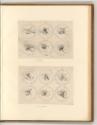 Leonardo da Vinci, Medaillons mit physiognomischen Studien, Inv. Nr.: Italien nach Sektionen II…