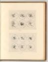 Leonardo da Vinci, Medaillons mit physiognomischen Studien, Inv. Nr.: Italien nach Sektionen II…