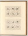 Leonardo da Vinci, Medaillons mit physiognomischen Studien, Inv. Nr.: Italien nach Sektionen II…