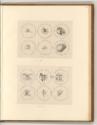 Leonardo da Vinci, Medaillons mit physiognomischen Studien, Inv. Nr.: Italien nach Sektionen II…