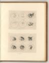 Leonardo da Vinci, Medaillons mit physiognomischen Studien, Inv. Nr.: Italien nach Sektionen II…