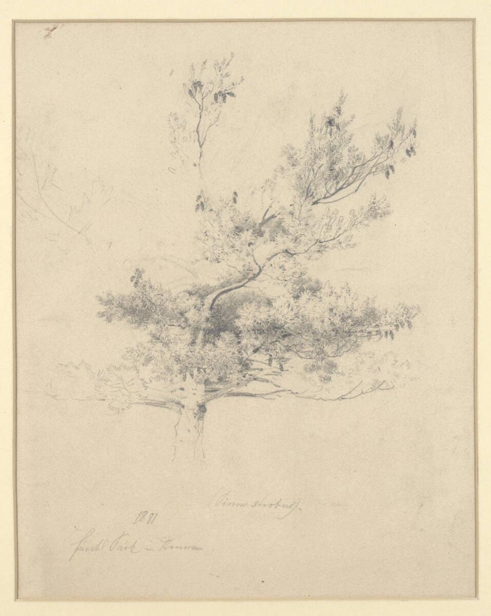 Eduard Brechler, Baum im fürstlichen Park von Krumau, Inv. Nr.: 26690