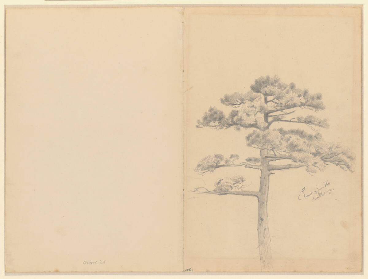 Föhre, Carl Schuch, 1868