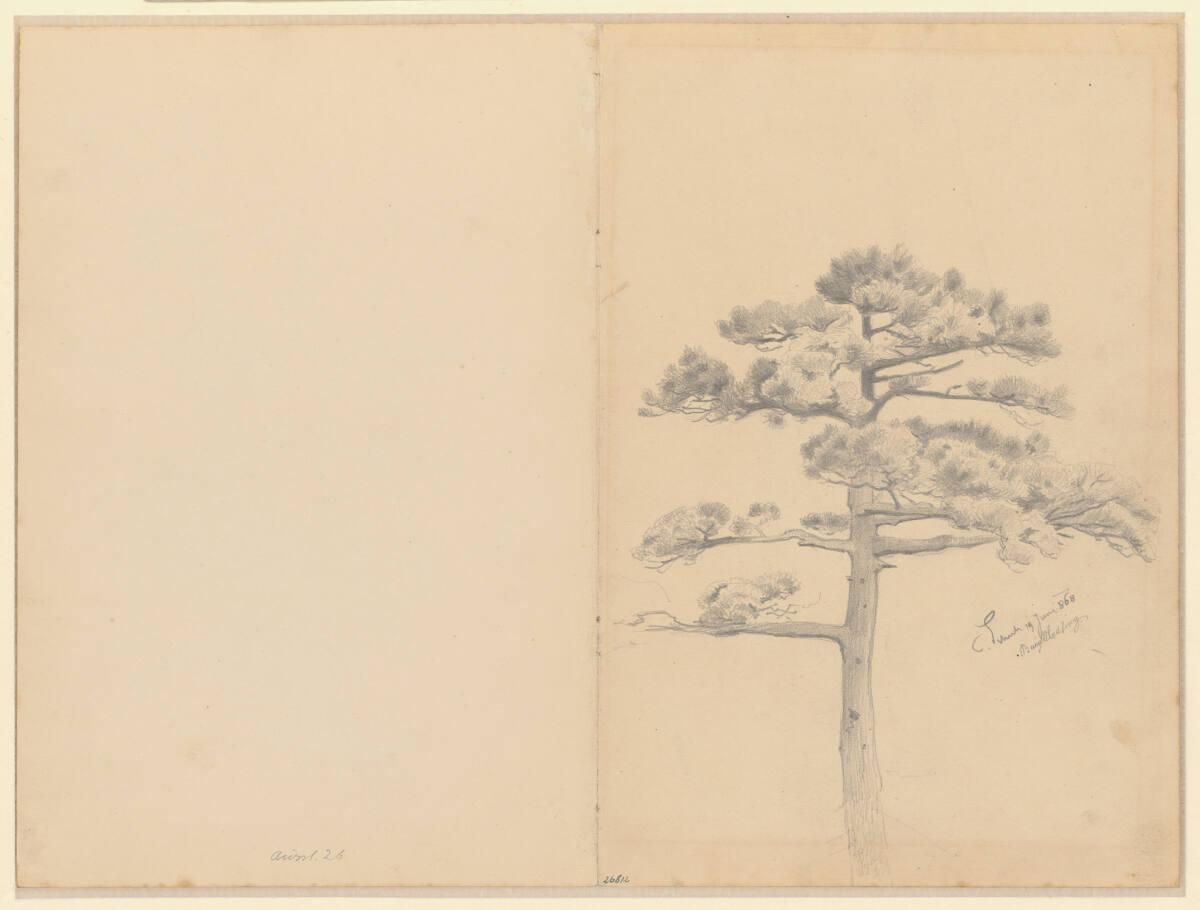 Carl Schuch, Föhre, Inv. Nr.: 26812r