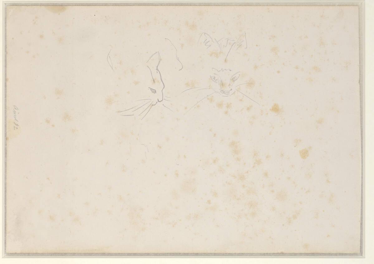 Carl Schuch, Zwei Katzenköpfe, Inv. Nr.: 26847v