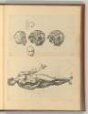 Tiziano Vecellio IV, Anatomie des menschlichen Körpers (Frau); Schädelknochen, Inv. Nr.: Italie…