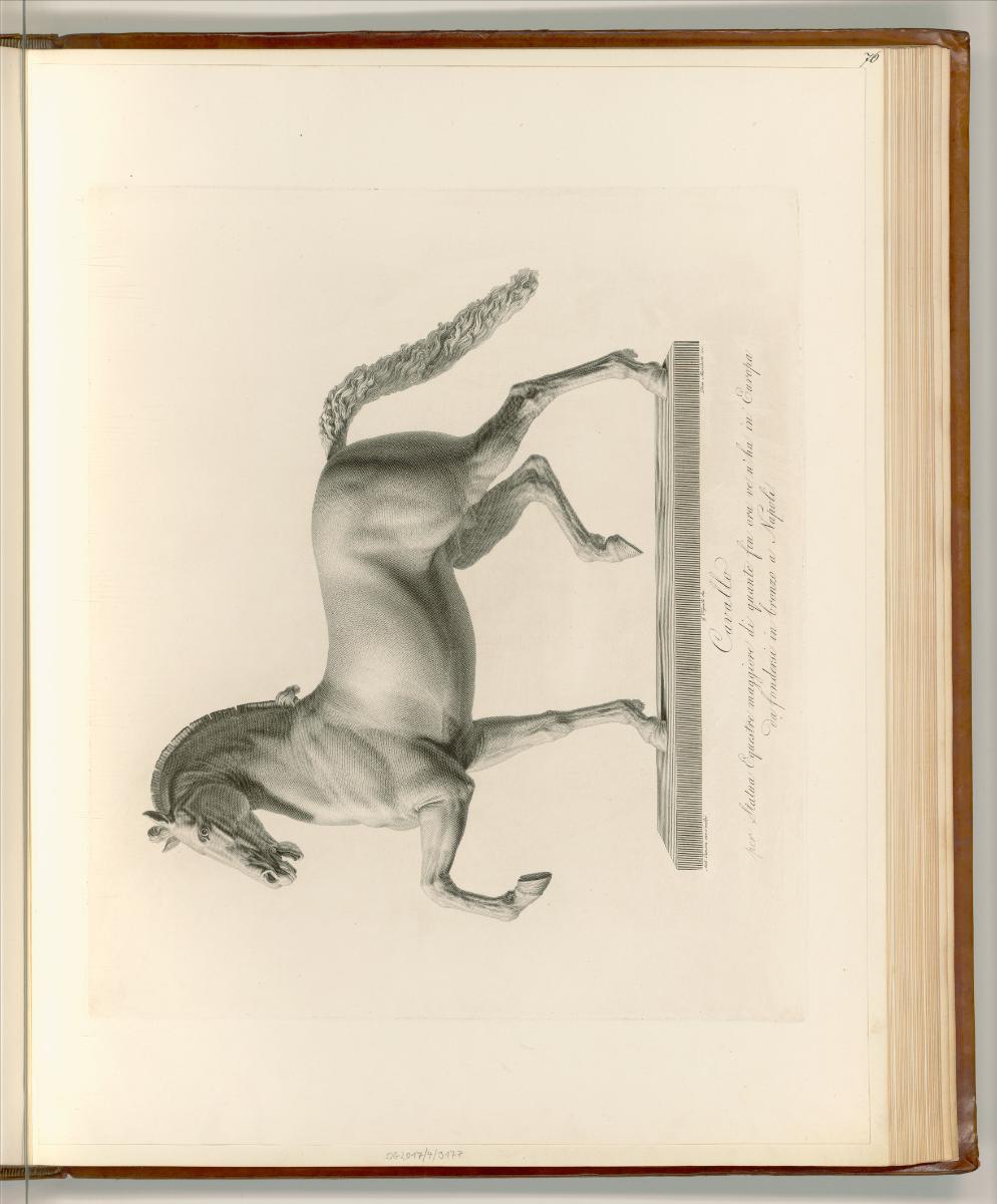 Antonio Canova, Pferd, Inv. Nr.: Italien nach Sektionen II/44, It/II/44/76