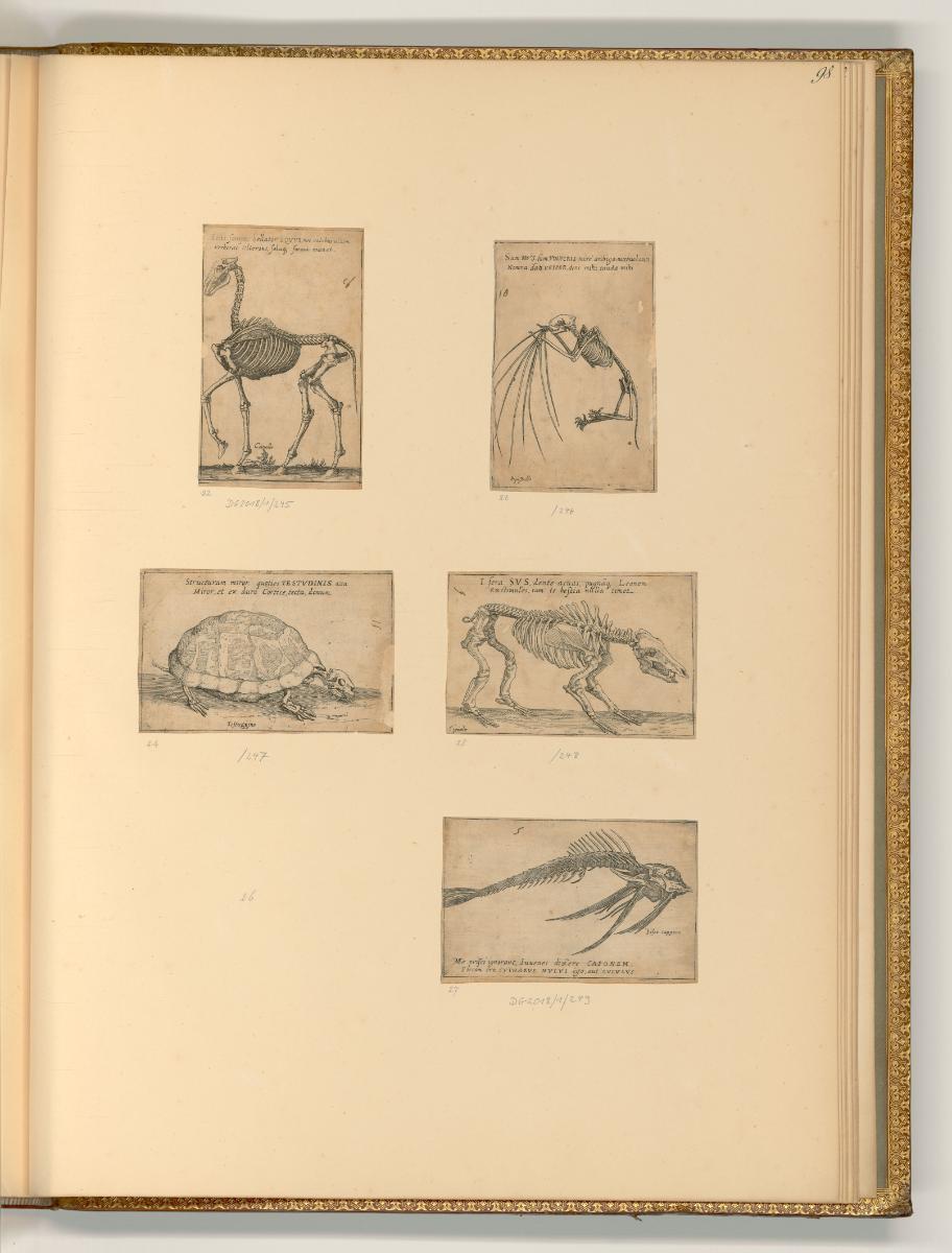 Andrea Schiavone. Battista e Marco  Agnolo del Moro. Battista Fontana. Filippo di Liagno
, Tie…