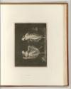Antonio Canova Vol. II, Zwei Tänzerinnen, Inv. Nr.: Italien nach Sektionen II/45, It/II/45/89