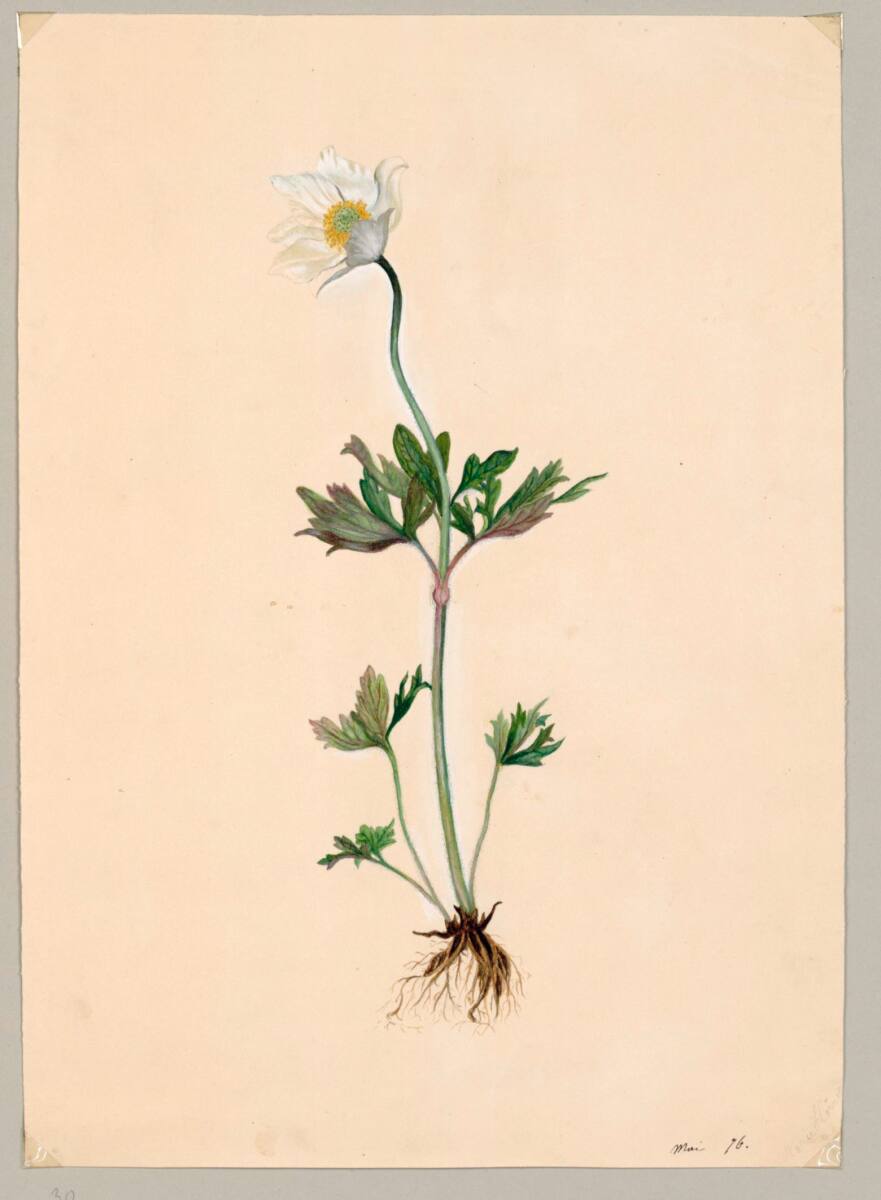 Buschwindröschen, MarieLippert-Hoerner, 1876