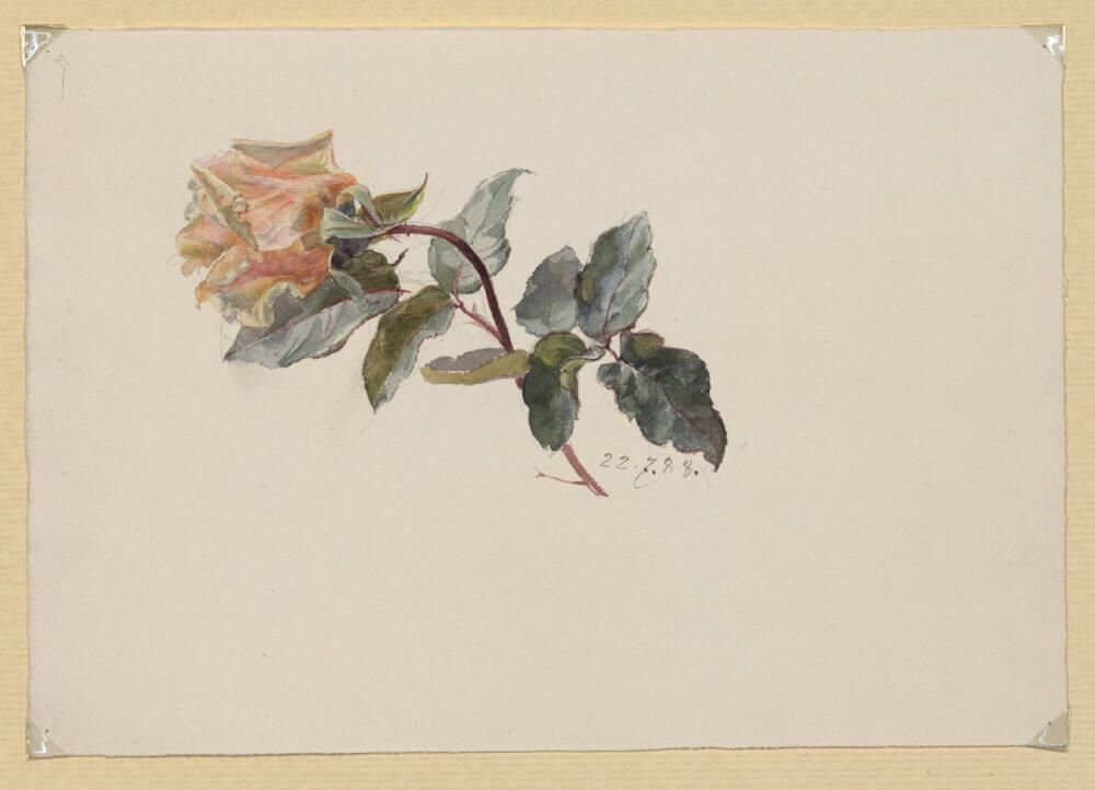 Marie Lippert-Hoerner, Halberblühte Rosenknospe, Inv. Nr.: 27536