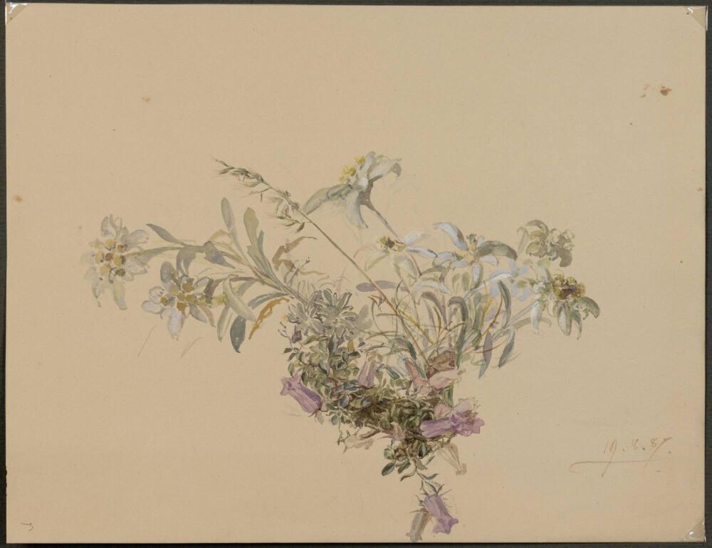 Marie Lippert-Hoerner, Edelweiß, Inv. Nr.: 27550