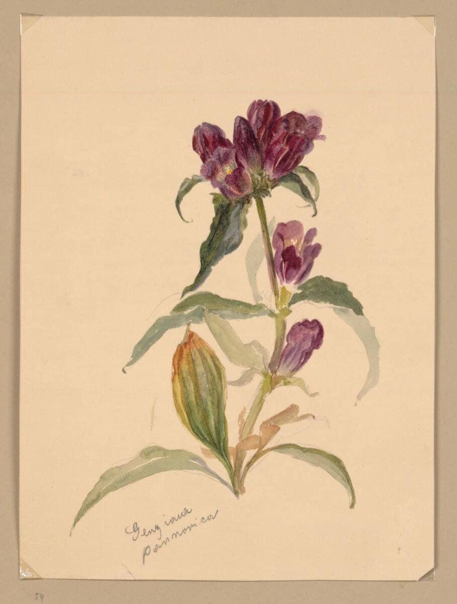 Marie Lippert-Hoerner, Genziana, Inv. Nr.: 27552