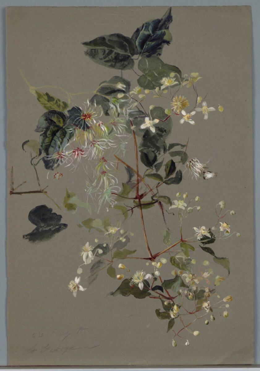 Marie Lippert-Hoerner, Zweig mit Blüten, Inv. Nr.: 27561