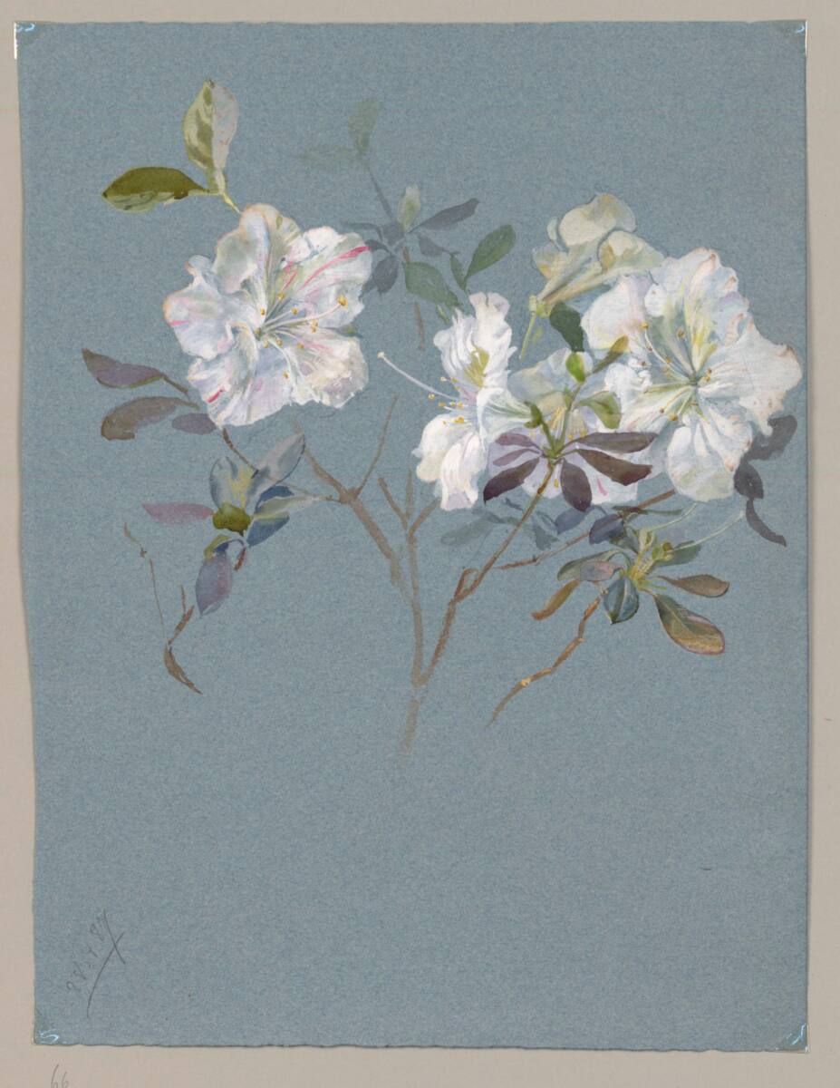 MarieLippert-Hoerner, Azaleenzweig