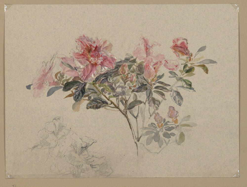 Marie Lippert-Hoerner, Rosa Azaleezweig, Inv. Nr.: 27574