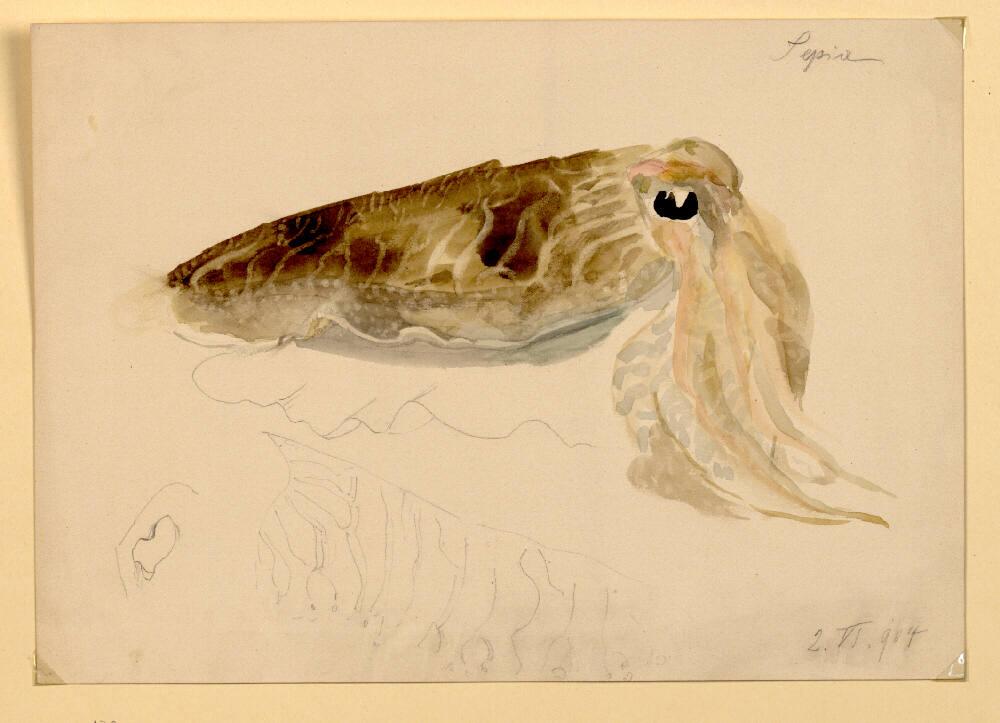 Marie Lippert-Hoerner, Sepia, Inv. Nr.: 27625