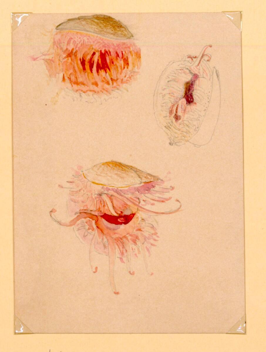Marie Lippert-Hoerner, Drei Muscheltiere, Inv. Nr.: 27627