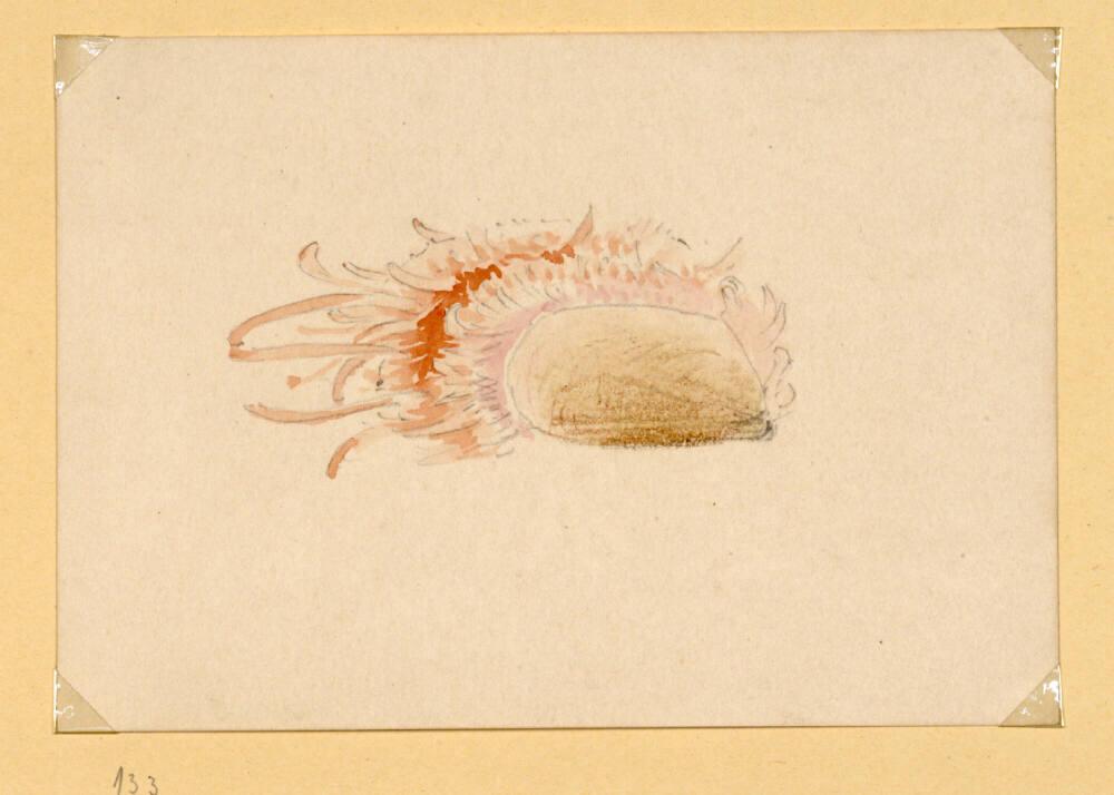 Marie Lippert-Hoerner, Muschel, Inv. Nr.: 27631