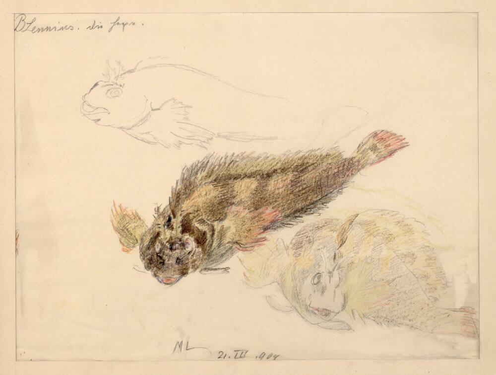 Marie Lippert-Hoerner, Fische, Inv. Nr.: 27640