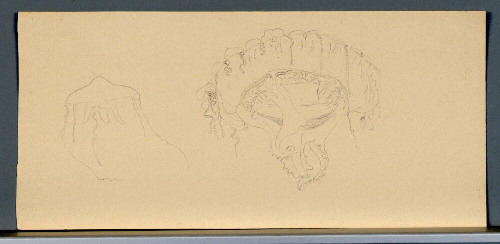 Marie Lippert-Hoerner, Qualle, Inv. Nr.: 27657r