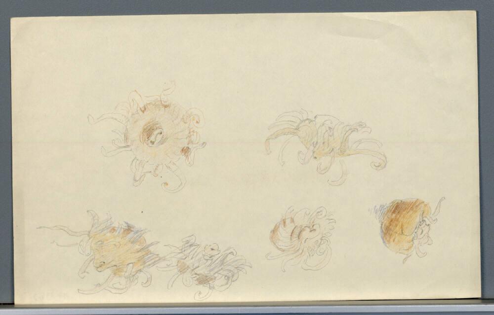 Marie Lippert-Hoerner, Quallen, Inv. Nr.: 27663