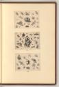 Jacques Hoefnagel, Jean Lys, Pierre Scalberge, Hugo Allardt, Nicolas van Hoye, Paul van Somer, …