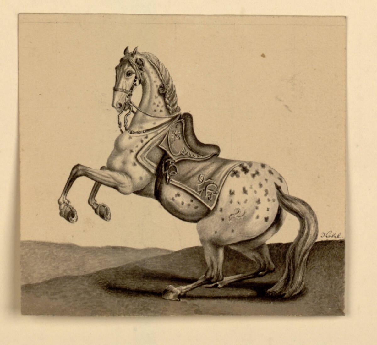 Clemens Kohl, Lippizaner, Inv. Nr.: 28019
