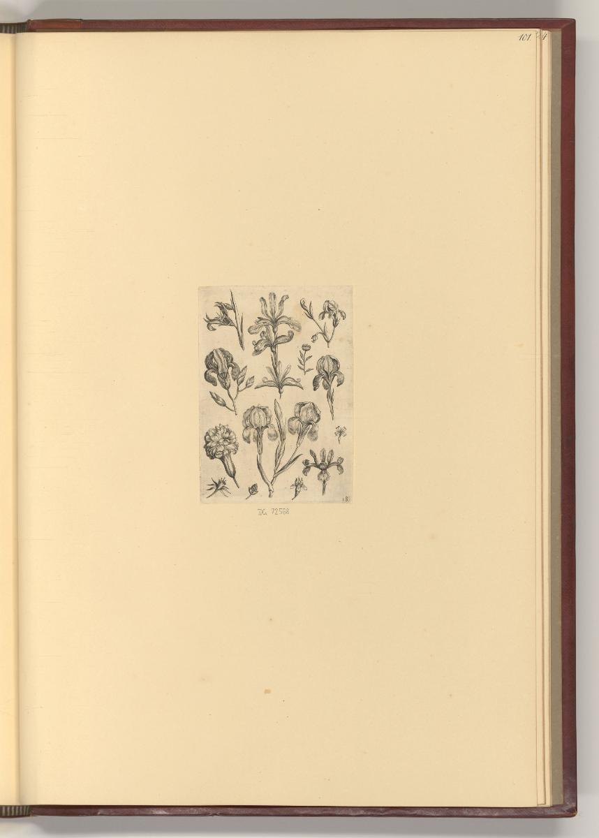 Adrien et Jean Collaert. Supplement., Iris, Inv. Nr.: Holland nach Sektionen I/25, H/I/25/101