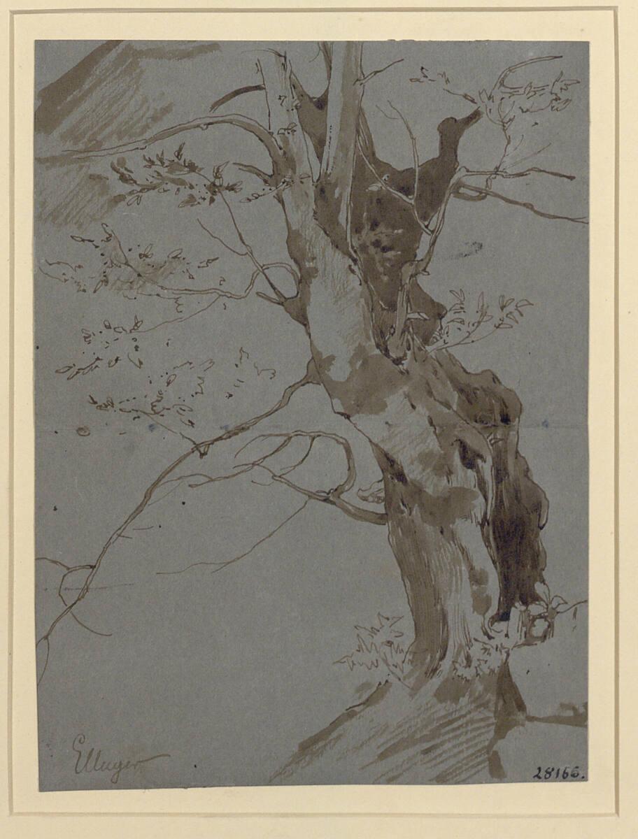 Eduard Unger, Baumstudie, Inv. Nr.: 28156