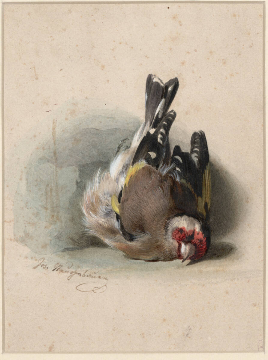 Toter Stieglitz, Josef Neugebauer