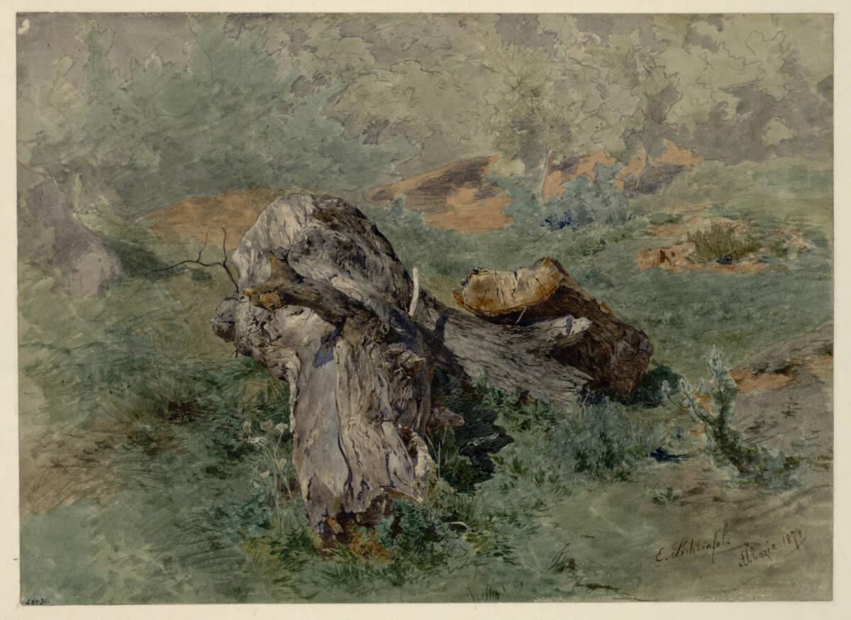 Eduard Peithner von Lichtenfels, Baumstrunk, Inv. Nr.: 28431