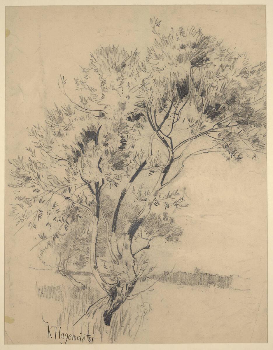 Karl Hagemeister, Weidenstudie, Inv. Nr.: 28764