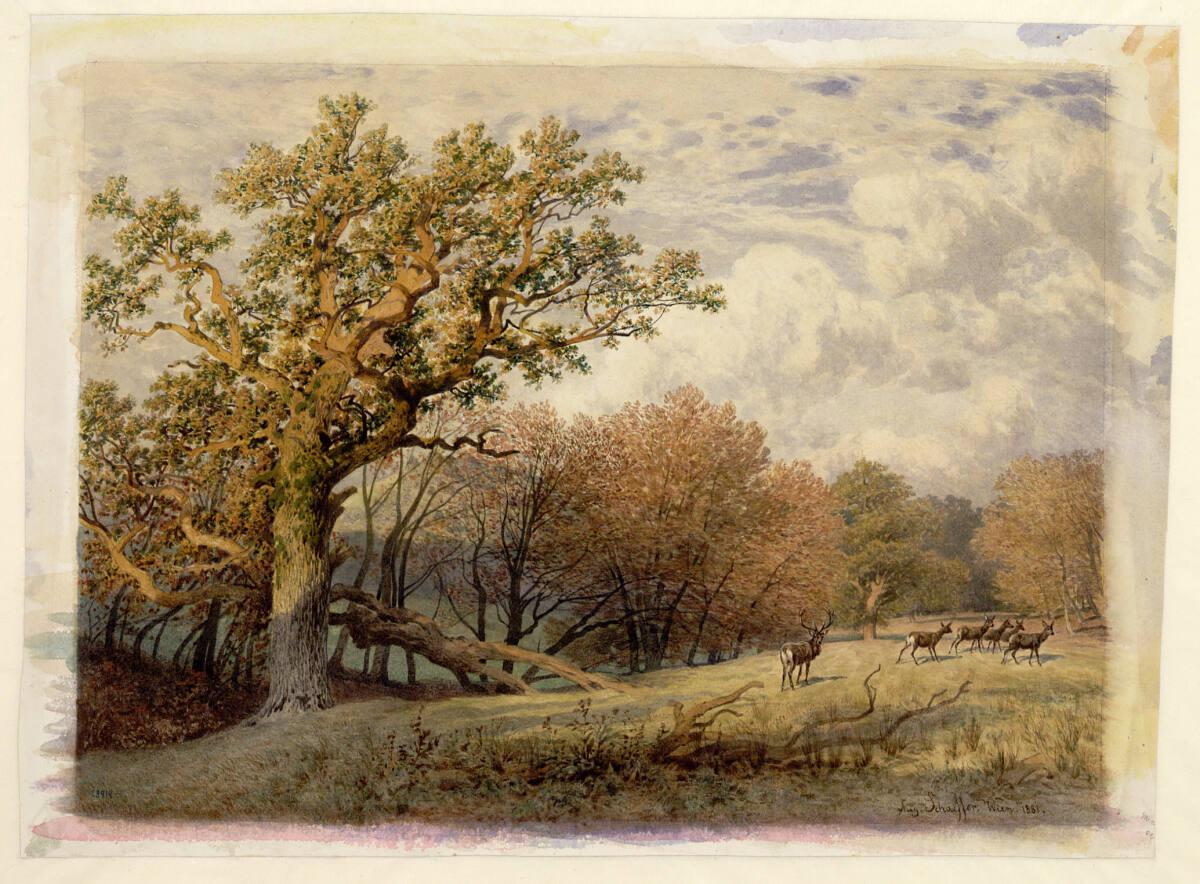 August Schäffer, Lainzer Tiergarten, Inv. Nr.: 28914